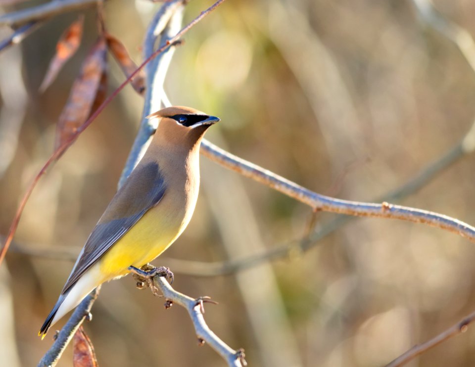 Cedar Waxwing