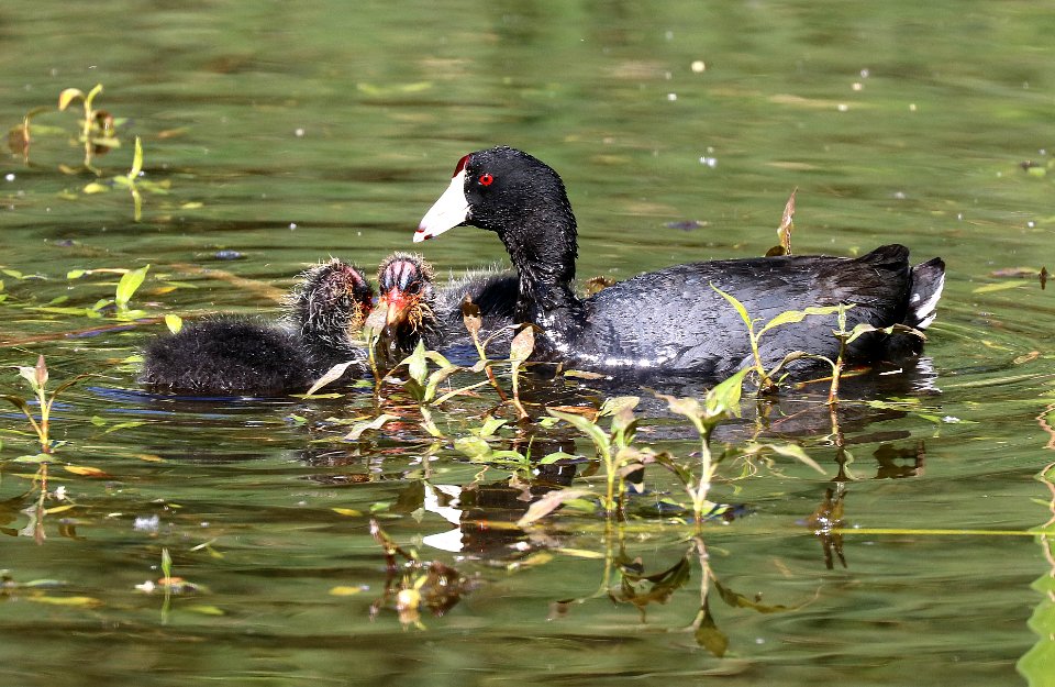 246 - AMERICAN COOT (4-2-2016) patagonia lake, santa cruz co, az -04