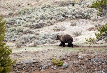 Grizzly bear on a trail