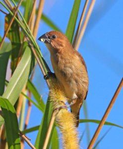 979 - SCALY-BREASTED MUNIA (1-7-2020) pineland park, south miami, miami-dade co, fl -02