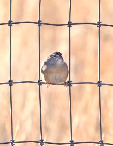 867 - BOTTERI'S SPARROW (11-10-2017) lado de loma, lake patagonia ranch estates, santa cruz co, az -02