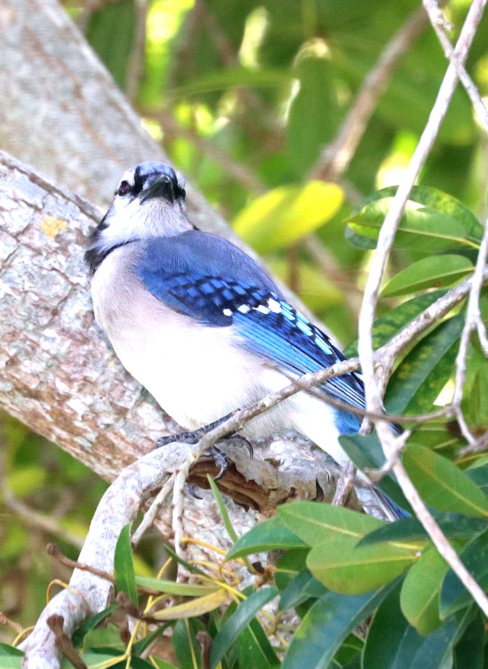 639 - BLUE JAY (1-7-2020) brewer park, south miami, miami-dade co, fl -01