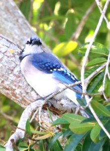 639 - BLUE JAY (1-7-2020) brewer park, south miami, miami-dade co, fl -01
