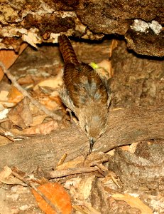 692 - HOUSE WREN (8-17-2018) madera canyon, santa cruz co, az -07