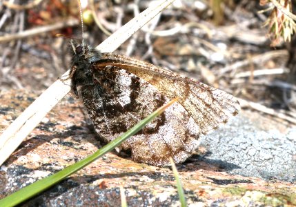 ARCTIC, WHITE-VEINED (Oeneis bore edwardsii) (7-20-2020) 10000 ft, bear tooth hwy, park co, wy (3)