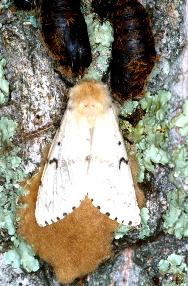 Female Gypsy Moth Laying Eggs