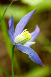 Blue clematis (Clematis occidentalis)