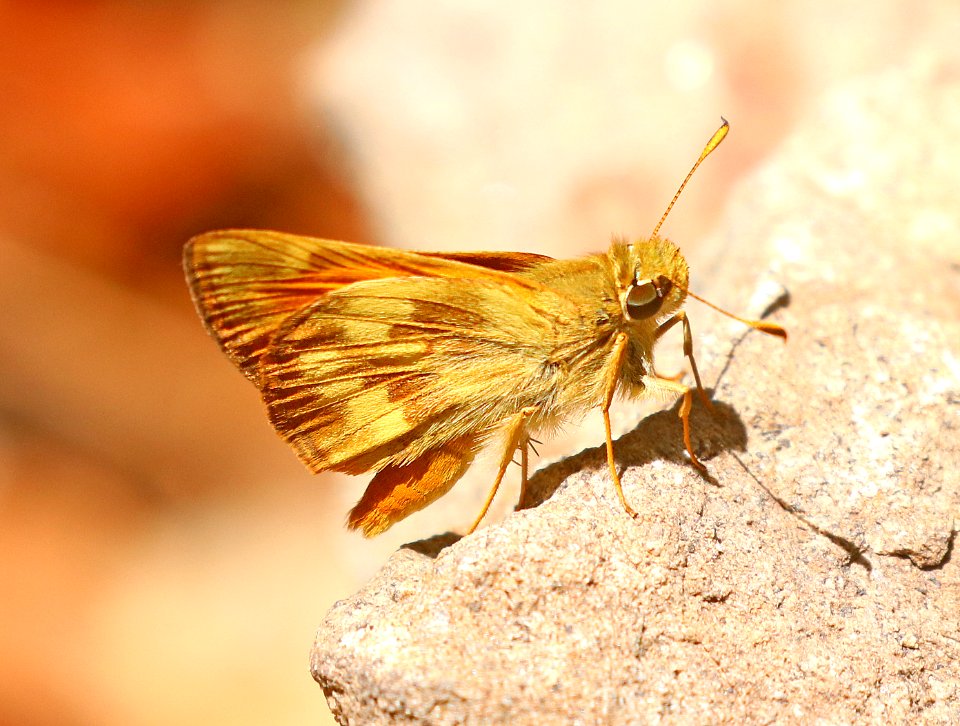 SKIPPER, TAXILES (Lon taxiles) (7-3-2020) madera canyon, santa rita mts, santa cruz co, az -01