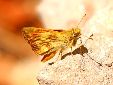 SKIPPER, TAXILES (Lon taxiles) (7-3-2020) madera canyon, santa rita mts, santa cruz co, az -01