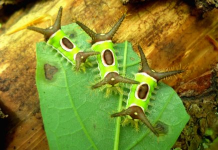 Saddleback Caterpillars
