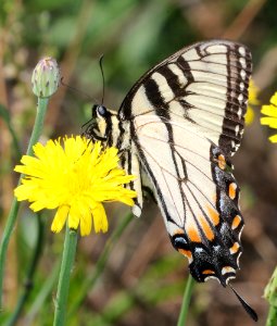 SWALLOWTAIL, EASTERN TIGER (Paplio glaucus) (6-4-2017) railroad ditch road, great dismal swamp nwr, virginia-04