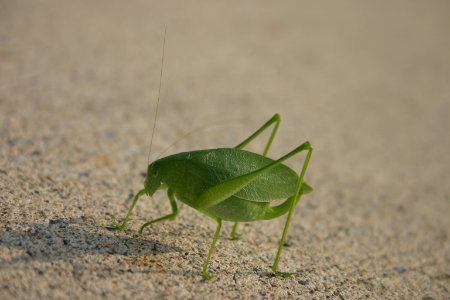 Katydid
