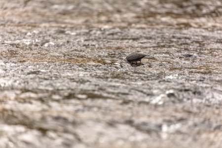 American Dipper with its head underwater