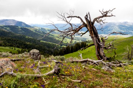 Wildflowers and lightning struck tree in Lamar Valley