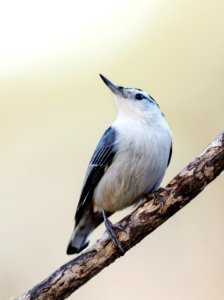 White-breasted Nuthatch photo