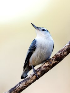 White-breasted Nuthatch