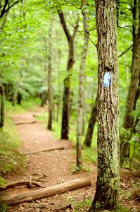 Lewis Falls Trail