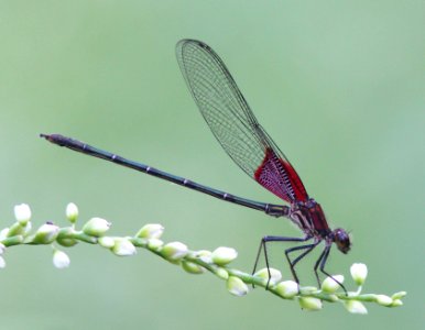 RUBYSPOT, AMERICAN (Heterina americana) (8-27-12) pat lake state park, scc, az -05