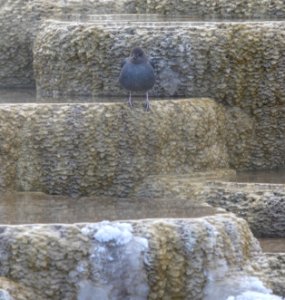 American dipper at Mound Terrace