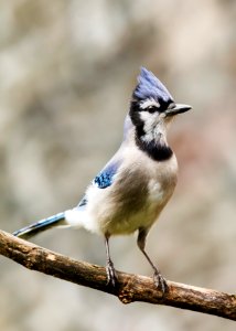 Blue Jay photo