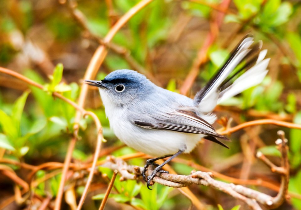 Blue-gray Gnatcatcher