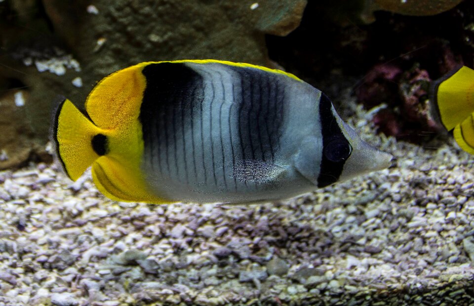 Meeresbewohner underwater sea ​​aquarium