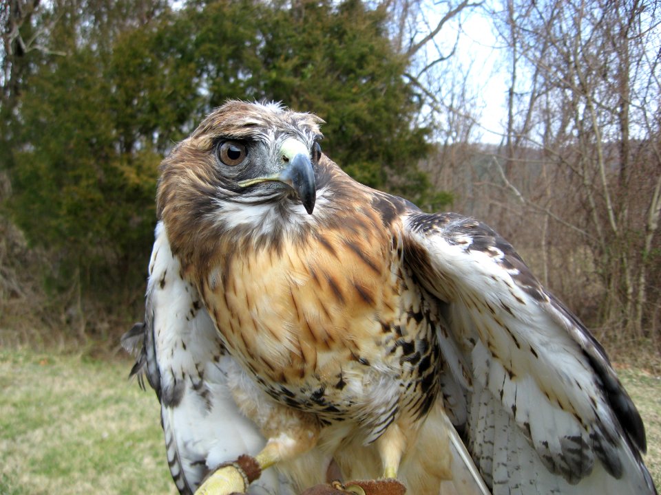 Red-tailed Hawk