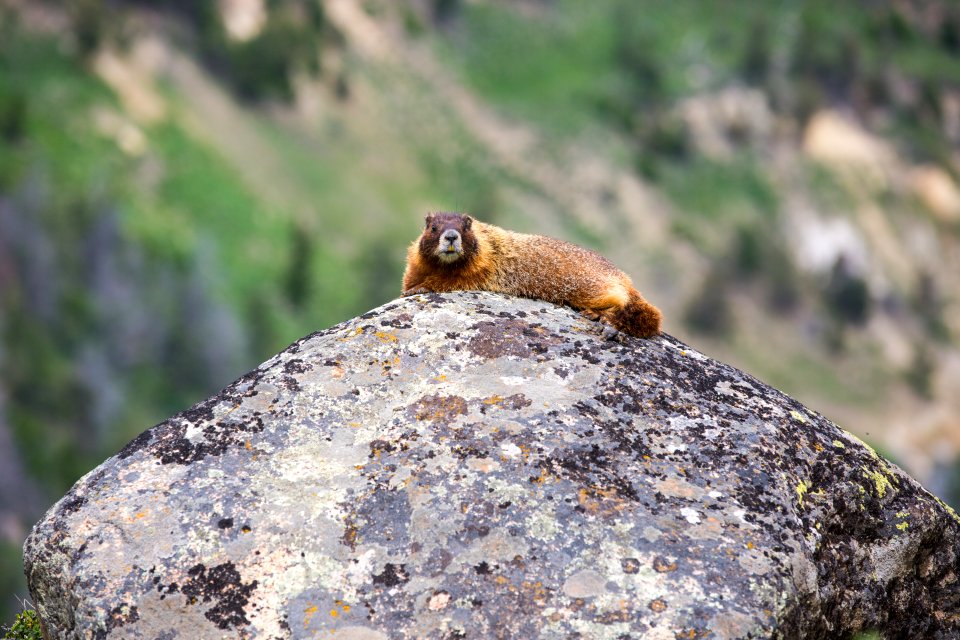 Marmot, Lamar Valley