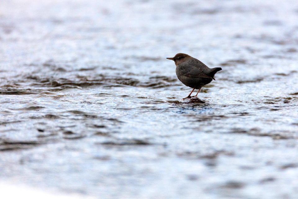 American dipper stands on a stone in Soda Butte Creek