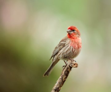 House Finch (male) photo