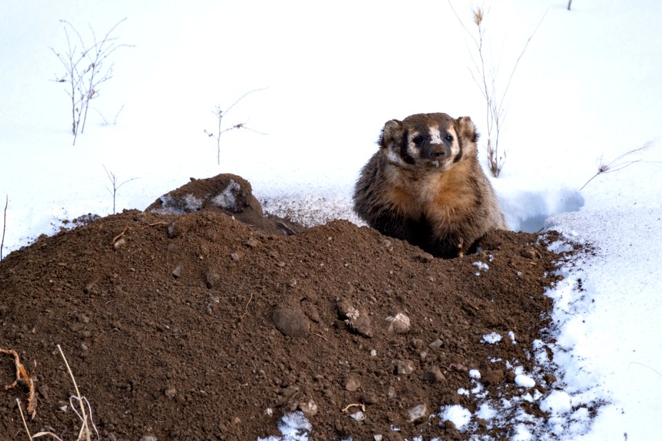 A badger digs for food in Lamar Valley