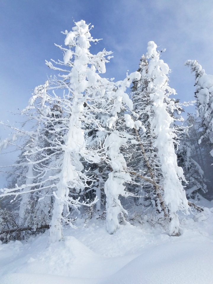 Rime ice on trees photo