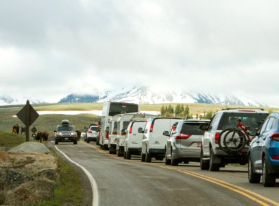 Bison jam