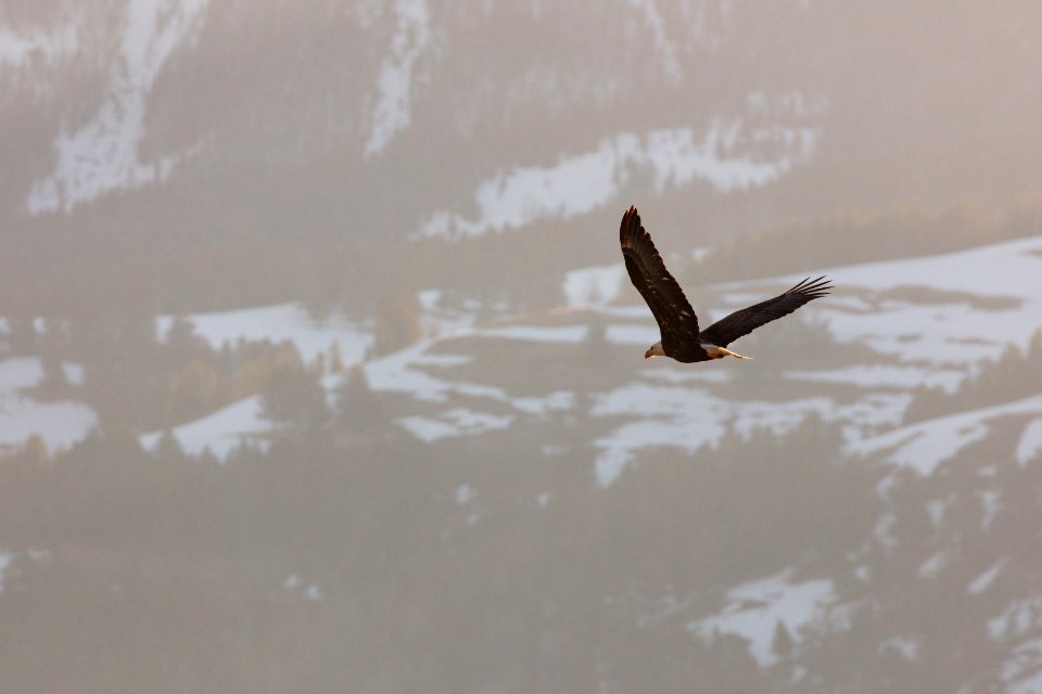 Bald eagle flying over Soda Butte Creek