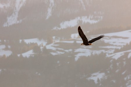 Bald eagle flying over Soda Butte Creek photo