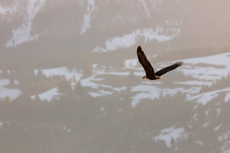 Bald eagle flying over Soda Butte Creek