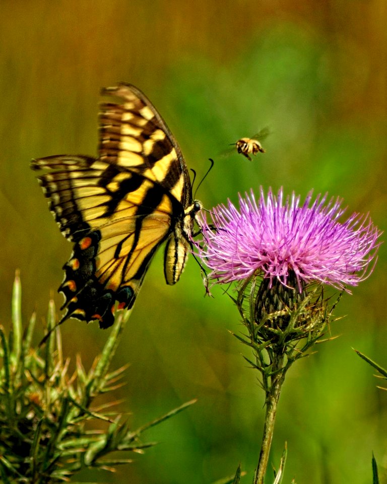 Eastern Tiger Swallowtail Butterfly