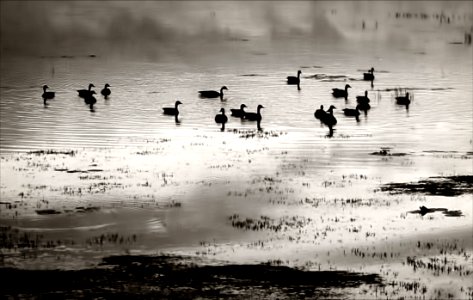 Lake Erie Geese photo