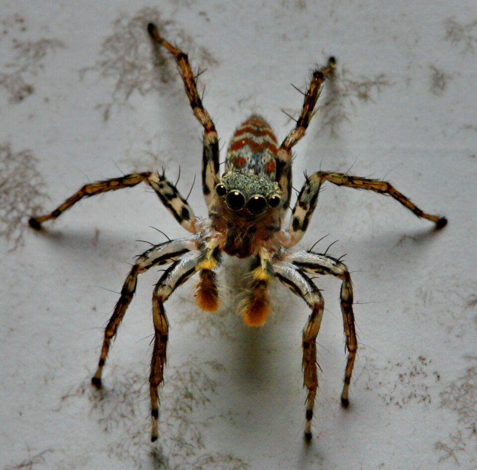 Macro spider jumping