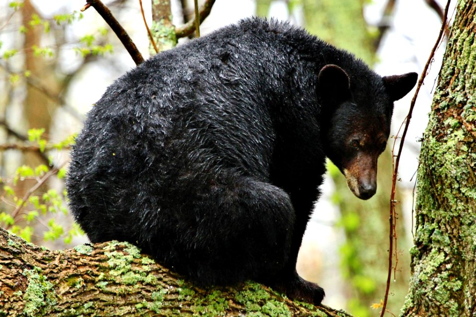 American Black Bear