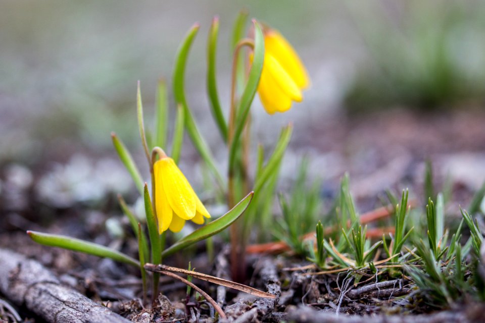 Yellow bells