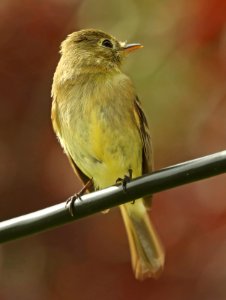 583 - PACIFIC-SLOPE FLYCATCHER (4-7-2019) slo county, ca -04
