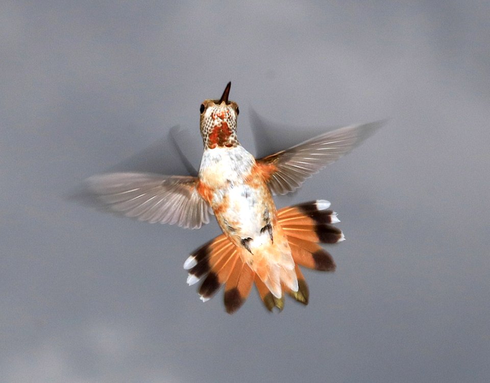 505 - ALLEN'S HUMMINGBIRD (9-6-2016) adult female,78 circulo montana, patagonia lake ranch estates, scc, az -09