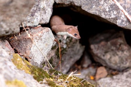 Short-tailed weasel in a rock pile photo