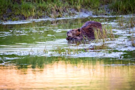 Beaver, Lamar River