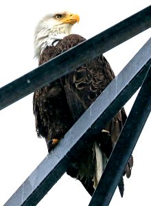 212 - BALD EAGLE (6-28-2016) whittier, alaska (3b)