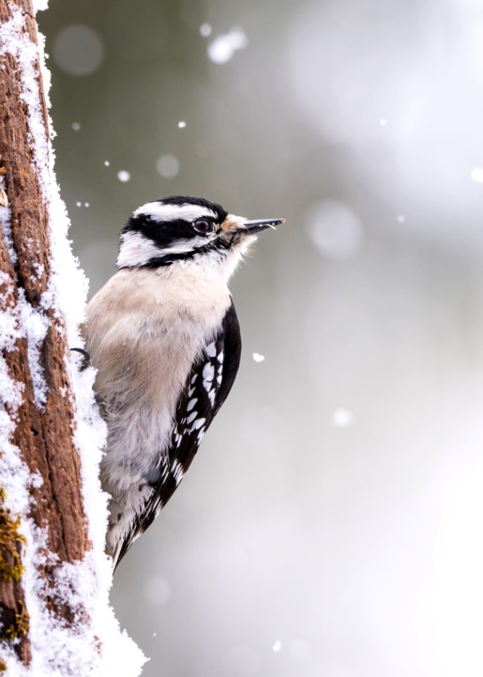 Downy Woodpecker (female)