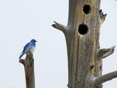 Mountain bluebird