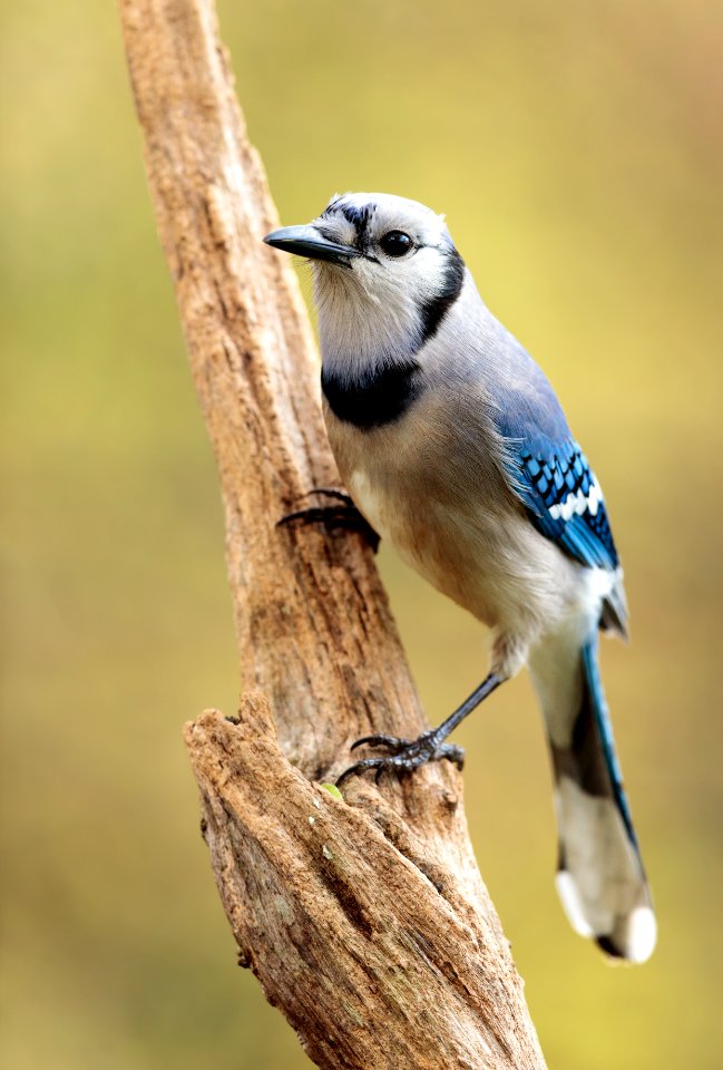 Blue Jay