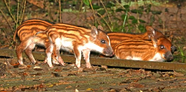 FERRAL PIG (Sus scrofa) (10-30-2016) high island, jefferson co, tx -02